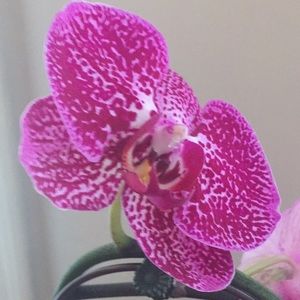 Meet your Posher, Aneta